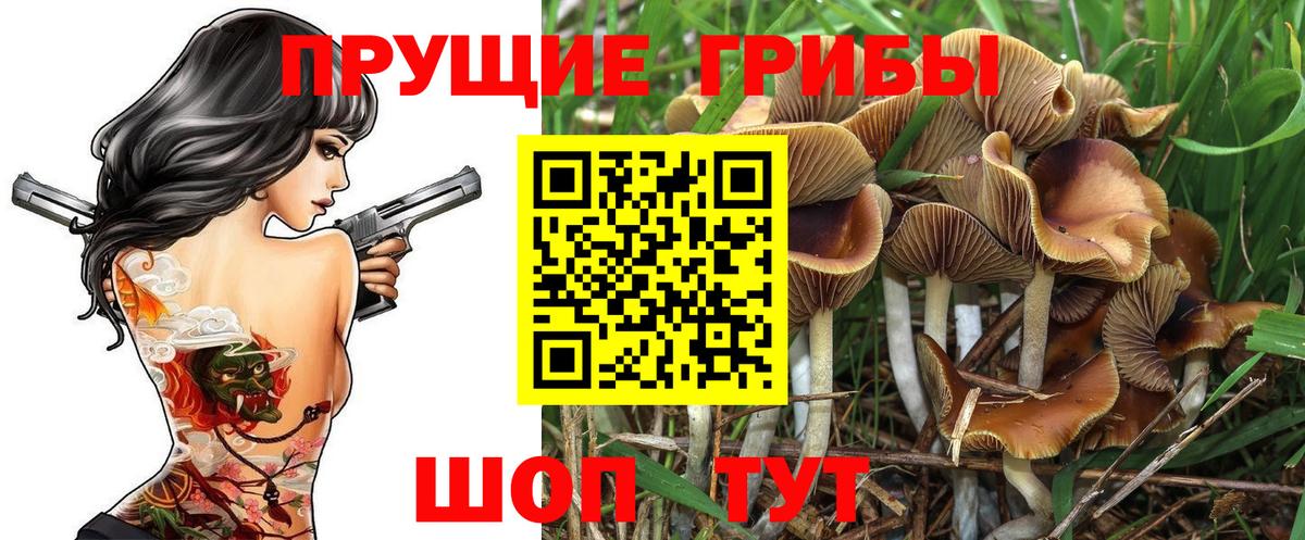 Сунжа  Галлюциногенные грибы мицелий  где можно купить   Вход с VPN  Псилоцибиновые грибы GOLDEN TEACHER 